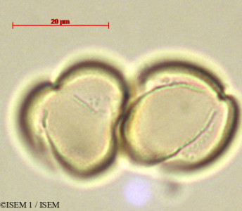 Leonurus artemisia - lame n° 29012